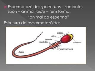  Espermatozóide: spermatos – semente;
zoon – animal; oide – tem forma.
“animal do esperma”
Estrutura do espermatozóide:
 