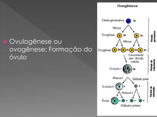  Ovulogênese ou
ovogênese: Formação do
óvulo
 