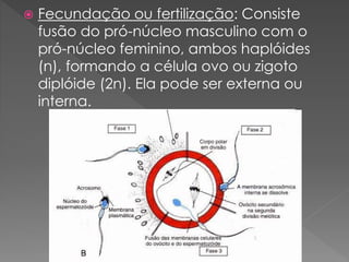  Fecundação ou fertilização: Consiste
fusão do pró-núcleo masculino com o
pró-núcleo feminino, ambos haplóides
(n), formando a célula ovo ou zigoto
diplóide (2n). Ela pode ser externa ou
interna.
 