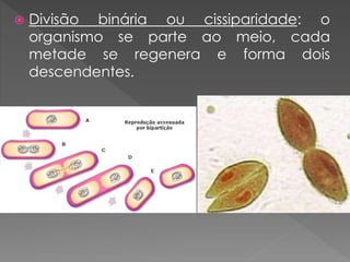  Divisão binária ou cissiparidade: o
organismo se parte ao meio, cada
metade se regenera e forma dois
descendentes.
 