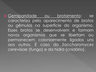  Gemiparidade ou brotamento: se
caracteriza pelo aparecimento de brotos
ou gêmulas na superfície do organismo.
Esses brotos se desenvolvem e formam
novos organismos que se libertam ou
permanecem colonialmente ligados uns
aos outros. É caso do Saccharomyces
cerevisiae (fungo) e da hidra (cnidário).
 