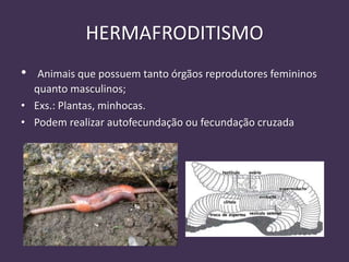 HERMAFRODITISMO
• Animais que possuem tanto órgãos reprodutores femininos
quanto masculinos;
• Exs.: Plantas, minhocas.
• Podem realizar autofecundação ou fecundação cruzada
 