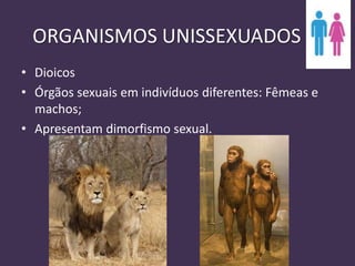 ORGANISMOS UNISSEXUADOS
• Dioicos
• Órgãos sexuais em indivíduos diferentes: Fêmeas e
machos;
• Apresentam dimorfismo sexual.
 