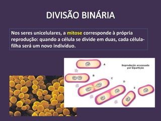 Nos seres unicelulares, a mitose corresponde à própria
reprodução: quando a célula se divide em duas, cada célula-
filha será um novo indivíduo.
 