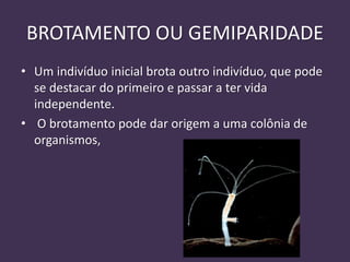 BROTAMENTO OU GEMIPARIDADE
• Um indivíduo inicial brota outro indivíduo, que pode
se destacar do primeiro e passar a ter vida
independente.
• O brotamento pode dar origem a uma colônia de
organismos,
 