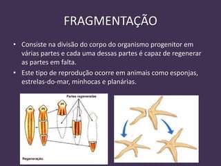 FRAGMENTAÇÃO
• Consiste na divisão do corpo do organismo progenitor em
várias partes e cada uma dessas partes é capaz de regenerar
as partes em falta.
• Este tipo de reprodução ocorre em animais como esponjas,
estrelas-do-mar, minhocas e planárias.
 