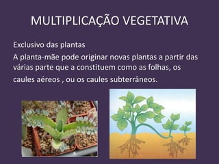 MULTIPLICAÇÃO VEGETATIVA
Exclusivo das plantas
A planta-mãe pode originar novas plantas a partir das
várias parte que a constituem como as folhas, os
caules aéreos , ou os caules subterrâneos.
 