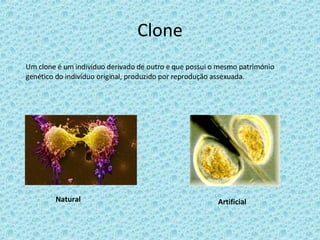 Clone Um clone é um indivíduo derivado de outro e que possui o mesmo património genético do indivíduo original, produzido por reprodução assexuada. Natural Artificial 
