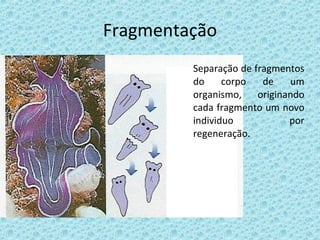 Fragmentação Separação de fragmentos do corpo de um organismo, originando cada fragmento um novo individuo por regeneração. 