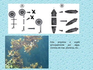 Este processo é usado principalmente por algas, estrelas do mar, planárias, etc. 