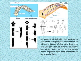 No entanto há limitações no processo. A capacidade de regeneração está limitada ao número e tipos de células que o fragmento consegue gerar com os materiais de reserva que possui. Como tal certos fragmentos podem regenerar muito mais lentamente ou até serem inviáveis 