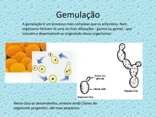 Gemulação A gemulação é um processo mais complexo que os anteriores. Num organismo formam-se uma ou mais dilatações - gomos ou gemas - que crescem e desenvolvem-se originando novos organismos. Neste caso os descendentes, embora ainda Clones do organismo progenitor, são mais pequenos. 