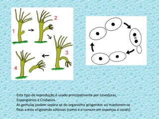Este tipo de reprodução é usado principalmente por Leveduras, Espongiários e Cnidarios. As gemulas podem separa-se do organismo progenitor ou manterem-se fixas a este originando colónias (como é o comum em esponjas e corais) 