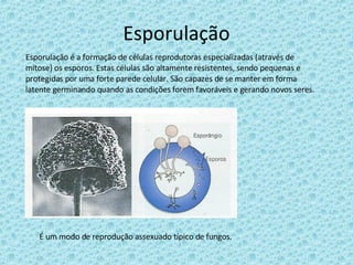 Esporulação Esporulação é a formação de células reprodutoras especializadas (através de mitose) os esporos. Estas células são altamente resistentes, sendo pequenas e protegidas por uma forte parede celular. São capazes de se manter em forma latente germinando quando as condições forem favoráveis e gerando novos seres. É um modo de reprodução assexuado típico de fungos. 