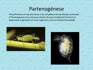 Partenogénese Possivelmente um dos processos mais complexos de reprodução assexuada. A Partenogénese é um processo através do qual um gâmeta feminino se desenvolve originando um novo organismo, sem ter havido fecundação. 