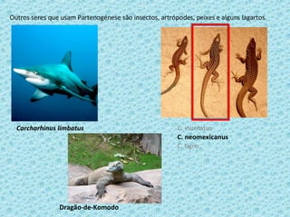 Outros seres que usam Partenogénese são insectos, artrópodes, peixes e alguns lagartos. Carcharhinus limbatus C. inornatus C. neomexicanus C. tigris Dragão-de-Komodo 
