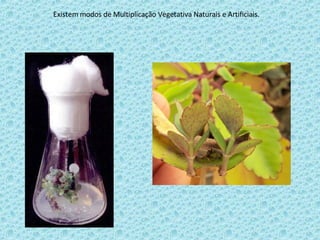 Existem modos de Multiplicação Vegetativa Naturais e Artificiais. 