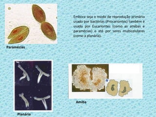 Embora seja o modo de reprodução primário usado por bactérias (Procariontes) também é usado por Eucariontes (como as amibas e paramécias) e até por seres multicelulares (como a planária). Paramécias Planária Amiba 