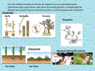 Por este método resultar em clones do original, torna-se particularmente importante para a agricultura, pois assim é possível garantir a multiplicação de plantas com características importantes (como o caso da laranja sem sementes). Garfo Borbulha Encosto Enxertia Estacaria Por Caule Por Folha Mergulhia Alporquia (Mergulhia Aérea) 
