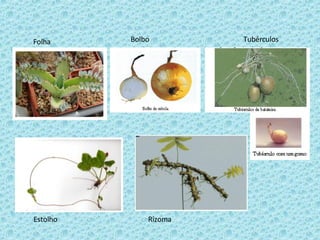 Folha Bolbo Rizoma Estolho Tubérculos 