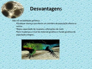 Desvantagen s Não há variabilidade genética: Qualquer doença que afecte um membro da população afecta os outros Baixa capacidade de resposta a alterações do meio Sem mudanças a nível de material genético o fundo genético da população estagna 