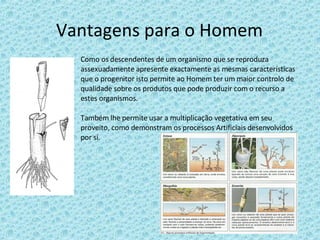 Vantagens para o Homem Como os descendentes de um organismo que se reproduza assexuadamente apresente exactamente as mesmas características que o progenitor isto permite ao Homem ter um maior controlo de qualidade sobre os produtos que pode produzir com o recurso a estes organismos. Também lhe permite usar a multiplicação vegetativa em seu proveito, como demonstram os processos Artificiais desenvolvidos por si. 
