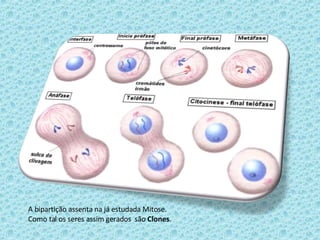 A bipartição assenta na já estudada Mitose. Como tal os seres assim gerados  são  Clones . 