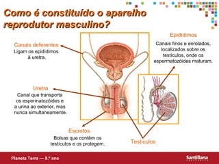 Como é constituído o aparelho reprodutor masculino? Testículos Planeta Terra — 9.º ano Ligam os epidídimos  à uretra. Canais deferentes Canais finos e enrolados, localizados sobre os testículos, onde os espermatozóides maturam. Epidídimos Canal que transporta  os espermatozóides e  a urina ao exterior, mas  nunca simultaneamente. Uretra Bolsas que contêm os testículos e os protegem. Escrotos 