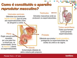 Como é constituído o aparelho reprodutor masculino? Planeta Terra — 9.º ano Testículos Gónadas masculinas onde se produzem os espermatozóides. Tubos que formam continuamente espermatozóides. Tubos seminíferos Glândulas que produzem  líquido seminal , que se junta aos espermatozóides antes  de atingirem a uretra. Vesículas seminais Próstata Glândula que produz  líquido prostático , protegendo os espermatozóides da acidez da uretra e da vagina. Extremidade dilatada do pénis coberta pelo prepúcio. Glande Pénis Órgão sexual externo revestido  por uma pele fina  e móvel que, na extremidade, forma  o  prepúcio .  Liberta os espermatozóides. 