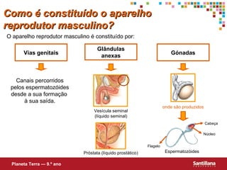 O aparelho reprodutor masculino é constituído por: Glândulas anexas Vias genitais Gónadas Canais percorridos pelos espermatozóides desde a sua formação  à sua saída. Flagelo Cabeça Núcleo Como é constituído o aparelho reprodutor masculino? Planeta Terra — 9.º ano Espermatoz óides onde são produzidos Próstata (líquido prostático) Vesícula seminal (líquido seminal) 