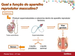 Produzir espermatozóides   e colocá-los dentro do aparelho reprodutor feminino. Objectivo Vias genitais Líquido seminal Líquido prostático Sémen Qual a função do aparelho reprodutor masculino? Planeta Terra — 9.º ano Tubos seminíferos produzem percorrem até Uretra juntamente com formam Espermatozóides 