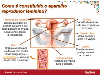 Como é constituído o aparelho reprodutor feminino? Planeta Terra — 9.º ano Canais que ligam os ovários ao útero e por onde passam os óvulos. Locais onde ocorre  a fecundação. Trompas de Falópio Gónadas femininas onde são produzidos os óvulos. Ovários Abertura da vagina para o exterior. Orifício genital Zona que liga o útero e a vagina. Colo do útero Canal musculoso que liga o útero  ao exterior. Vagina Órgão revestido por  um tecido com muitos vasos sanguíneos —  endométrio  — ,  onde se desenvolve o embrião. Útero 