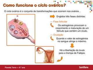 Como funciona o ciclo ovárico? O ciclo ovárico é o conjunto de transformações que ocorrem nos ovários… Engloba três fases distintas: —  Fase folicular —  Ovulação Os estrogénios provocam o crescimento e maturação de um folículo que contém um óvulo. Quando o valor de estrogénios no sangue atinge o máximo. Há a libertação do óvulo para a trompa de Falópio. Planeta Terra — 9.º ano 