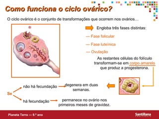 —  Ovulação Como funciona o ciclo ovárico? —  Fase folicular —  Fase luteínica As restantes células do folículo transformam-se em  corpo amarelo  que produz a progesterona. Se não há fecundação degenera em duas semanas. há fecundação permanece no ovário nos primeiros meses de gravidez. Planeta Terra — 9.º ano Engloba três fases distintas: O ciclo ovárico é o conjunto de transformações que ocorrem nos ovários… 