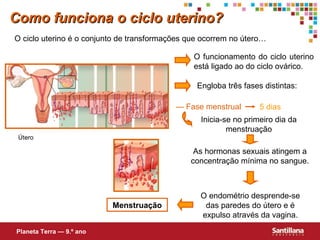 Como funciona o ciclo uterino? O ciclo uterino é o conjunto de transformações que ocorrem no útero… —  Fase menstrual Inicia-se no primeiro dia da menstruação O endométrio desprende-se das paredes do útero e é expulso através da vagina. As hormonas sexuais atingem a concentração mínima no sangue. Menstruação 5 dias Planeta Terra — 9.º ano Engloba três fases distintas: O funcionamento do ciclo uterino está ligado ao do ciclo ovárico. Útero 
