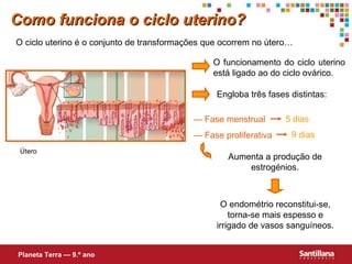 Como funciona o ciclo uterino? O ciclo uterino é o conjunto de transformações que ocorrem no útero… Engloba três fases distintas: —  Fase menstrual O funcionamento do ciclo uterino está ligado ao do ciclo ovárico. —  Fase proliferativa Aumenta a produção de estrogénios. O endométrio reconstitui-se, torna-se mais espesso e irrigado de vasos sanguíneos. 5 dias 9 dias Planeta Terra — 9.º ano Útero 