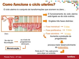 Como funciona o ciclo uterino? O ciclo uterino é o conjunto de transformações que ocorrem no útero… Engloba três fases distintas: O funcionamento do ciclo uterino está ligado ao do ciclo ovárico. —  Fase secretora 14 dias Aumenta a produção de progesterona provoca maior desenvolvimento do  endométrio . Perto do 21.º dia, está pronto para alojar um embrião. Se não há fecundação os níveis de progesterona diminuem. Menstruação Planeta Terra — 9.º ano Útero —  Fase menstrual —  Fase proliferativa 5 dias 9 dias 