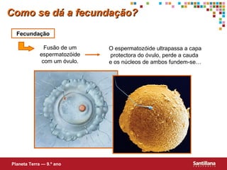 Fecundação Fusão de um espermatozóide com um óvulo. O espermatozóide ultrapassa a capa protectora do óvulo, perde a cauda  e os núcleos de ambos fundem-se… Como se dá a fecundação? Planeta Terra — 9.º ano 