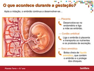 O que acontece durante a gestação? Após a nidação, o embrião continua a desenvolver-se… —  Placenta Desenvolve-se no endométrio e liga  a mãe ao embrião. —  Cordão umbilical Liga o embrião à placenta  e transporta os nutrientes  e os produtos de excreção. —  Saco amniótico Bolsa cheia de  líquido   amniótico , que contém  o embrião e o protege dos choques. Planeta Terra — 9.º ano 
