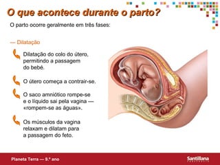 O que acontece durante o parto? O parto ocorre geralmente em três fases: —  Dilatação Planeta Terra — 9.º ano Dilatação do colo do útero, permitindo a passagem  do bebé. O saco amniótico rompe-se e o líquido sai pela vagina — «rompem-se as águas». Os músculos da vagina relaxam e dilatam para  a passagem do feto. O útero começa a contrair-se. 