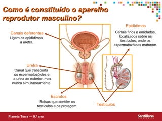 Como é constituído o aparelho reprodutor masculino? Testículos Planeta Terra — 9.º ano Ligam os epidídimos  à uretra. Canais deferentes Canais finos e enrolados, localizados sobre os testículos, onde os espermatozóides maturam. Epidídimos Canal que transporta  os espermatozóides e  a urina ao exterior, mas nunca simultaneamente. Uretra Bolsas que contêm os testículos e os protegem. Escrotos 