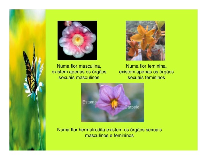 Reprodução nas Plantas