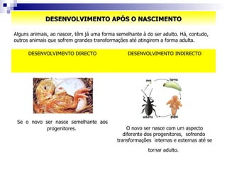 DESENVOLVIMENTO APÓS O NASCIMENTO Alguns animais, ao nascer, têm já uma forma semelhante à do ser adulto. Há, contudo, outros animais que sofrem grandes transformações até atingirem a forma adulta. O novo ser nasce com um aspecto diferente dos progenitores,  sofrendo  transformações  internas e externas até se tornar adulto.   Se  o  novo  ser  nasce  semelhante  aos progenitores.   DESENVOLVIMENTO INDIRECTO DESENVOLVIMENTO DIRECTO 