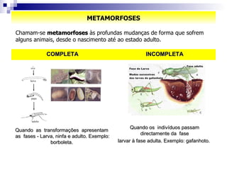 METAMORFOSES Chamam-se  metamorfoses  às profundas mudanças de forma que sofrem alguns animais, desde o nascimento até ao estado adulto. Quando os  indivíduos passam directamente da  fase larvar à fase adulta. Exemplo: gafanhoto.   Quando  as  transformações  apresentam  as  fases - Larva, ninfa e adulto. Exemplo: borboleta.  INCOMPLETA COMPLETA 
