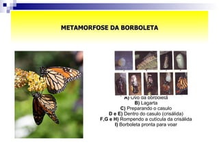 METAMORFOSE DA BORBOLETA A)  Ovo da borboleta  B)  Lagarta  C)  Preparando o casulo  D e E)  Dentro do casulo (crisálida)  F,G e H)  Rompendo a cutícula da crisálida  I)  Borboleta pronta para voar    