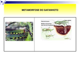 METAMORFOSE DO GAFANHOTO 