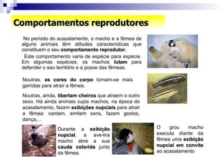 Comportamentos reprodutores No período do acasalamento, o macho e a fêmea de alguns animais têm atitudes características que constituem o seu  comportamento reprodutor. Este comportamento varia de espécie para espécie. Em algumas espécies, os machos  lutam  para defender o seu território e a posse das fêmeas. Noutras,  as cores do corpo  tornam-se mais garridas para atrair a fêmea. Noutras, ainda,  libertam cheiros  que atraem o outro sexo. Há ainda animais cujos machos, na época do acasalamento, fazem  exibições nupciais  para atrair a fêmea: cantam, emitem sons, fazem gestos, dança,…  Durante a  exibição nupcial , a ave-lira macho abre a sua  cauda colorida  junto da fêmea. O grou macho executa diante da fêmea uma  exibição nupcial em convite  ao acasalamento 