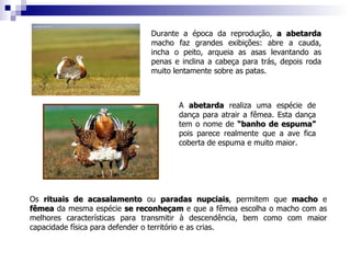 Durante a época da reprodução,  a abetarda  macho faz grandes exibições: abre a cauda, incha o peito, arqueia as asas levantando as penas e inclina a cabeça para trás, depois roda muito lentamente sobre as patas.   A  abetarda  realiza uma espécie de dança para atrair a fêmea. Esta dança tem o nome de  “banho de espuma”  pois parece realmente que a ave fica coberta de espuma e muito maior. Os  rituais de acasalamento  ou  paradas nupciais , permitem que  macho  e  fêmea  da mesma espécie  se reconheçam  e que a fêmea escolha o macho com as melhores características para transmitir à descendência, bem como com maior capacidade física para defender o território e as crias. 