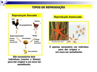 TIPOS DE REPRODUÇÃO São necessários dois  indivíduos  (macho  e  fêmea) para dar origem a um novo ser semelhante.  Reprodução Assexuada É  apenas  necessário  um  indivíduo  para  dar  origem  a  um novo ser semelhante.  Reprodução Sexuada 