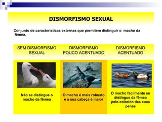 DISMORFISMO SEXUAL Conjunto de características externas que permitem distinguir o  macho da fêmea.  O macho facilmente se distingue da fêmea pelo colorido das suas penas O macho é mais robusto e a sua cabeça é maior Não se distingue o macho da fêmea DISMORFISMO ACENTUADO DISMORFISMO POUCO ACENTUADO SEM DISMORFISMO SEXUAL 